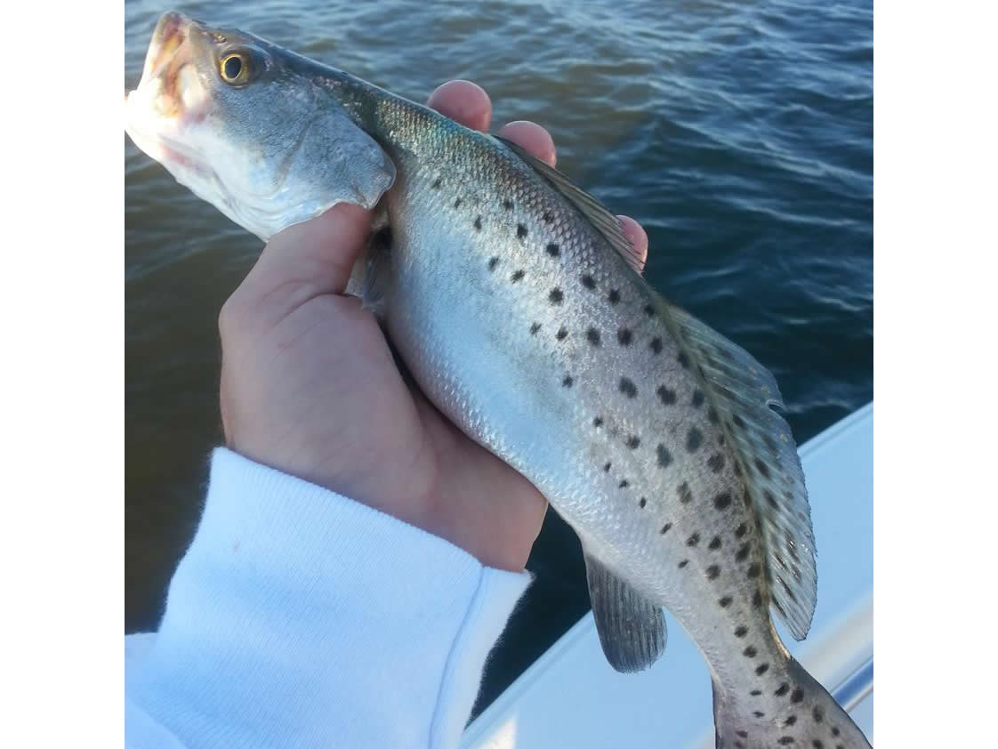 Island Lure Charters Portfolio Image