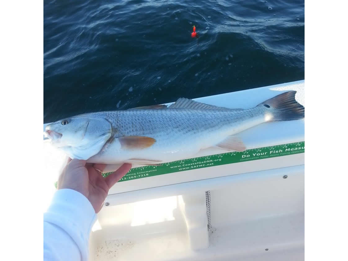 Island Lure Charters Portfolio Image
