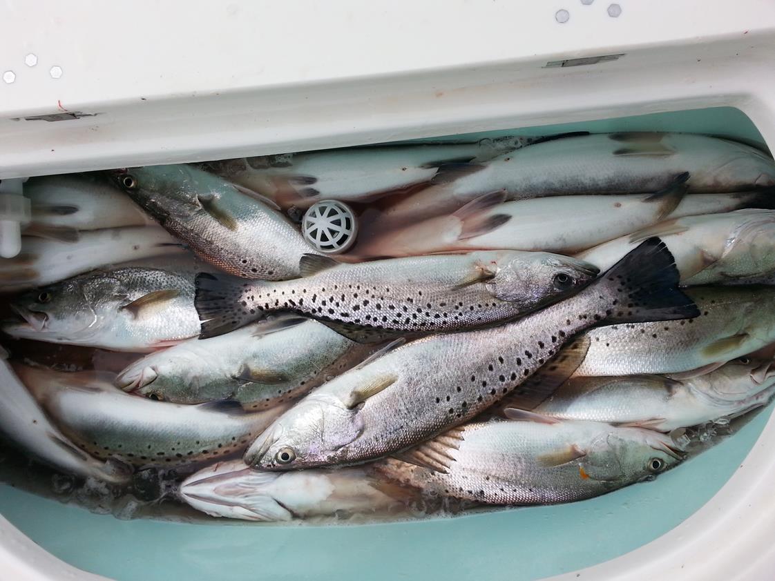 Island Lure Charters Portfolio Image