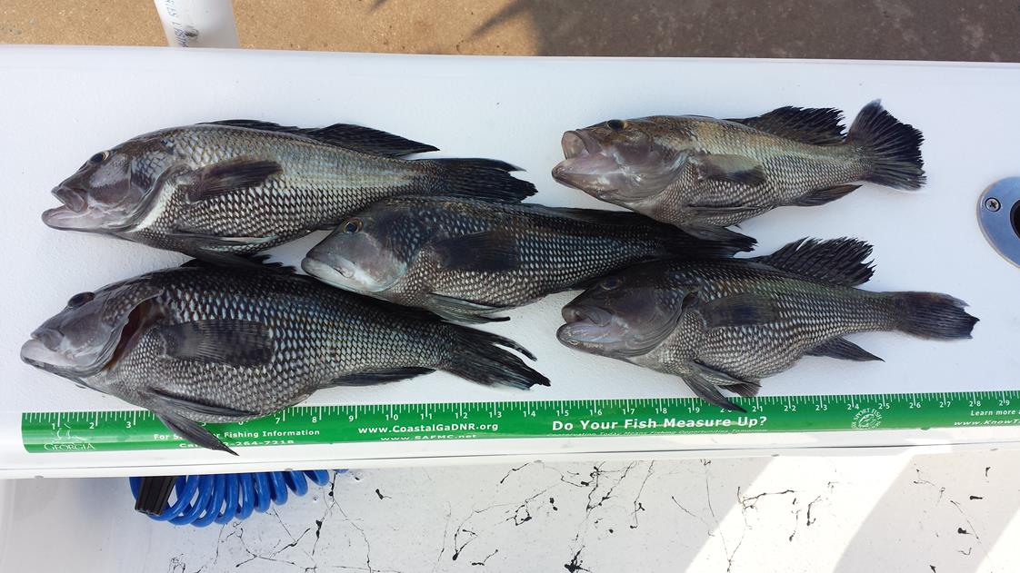 Island Lure Charters Portfolio Image